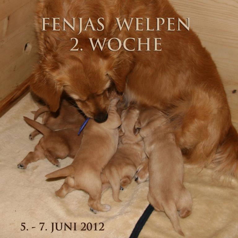 5_welpen_fenja_5_6_2012_cover