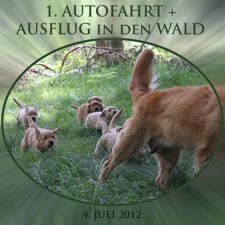 cover_waldausflug_4_7_2012