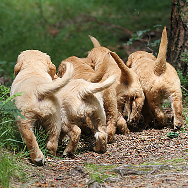 fenjas_welpen_abschied