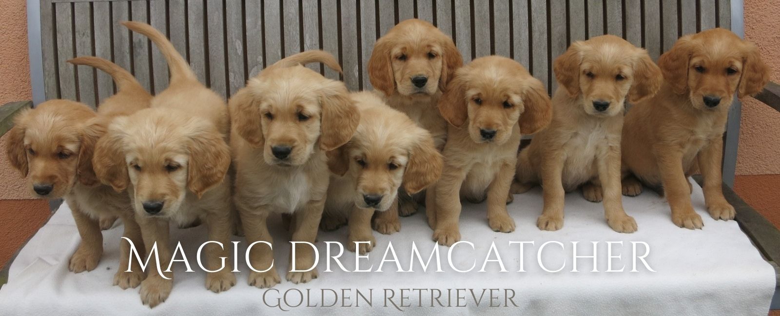 logo Magic Dreamcatcher