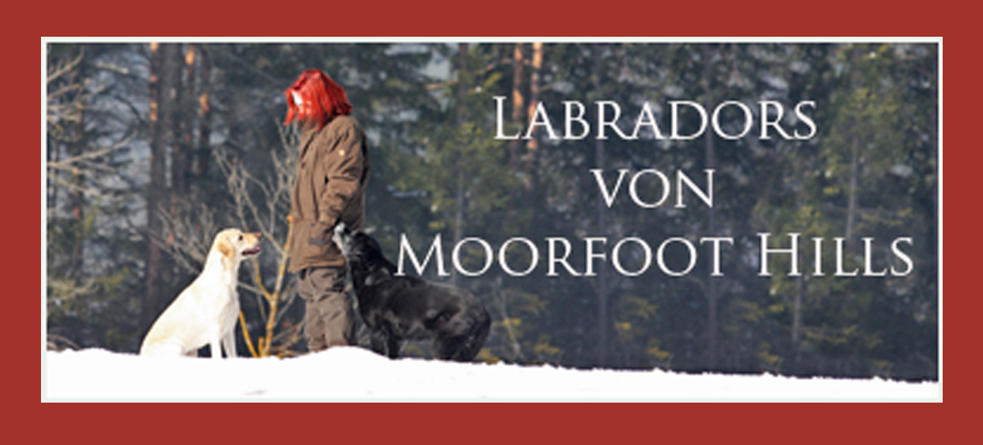 banner_labradors_von_moorfoot_hills