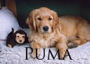 puma_welpe_2003_webalbum